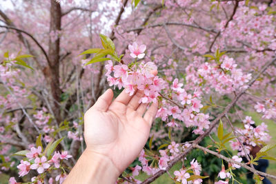 Close-up of hand holding cherry blossoms in spring