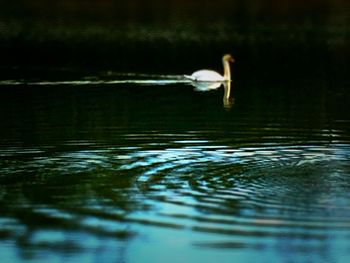 Bird swimming in lake