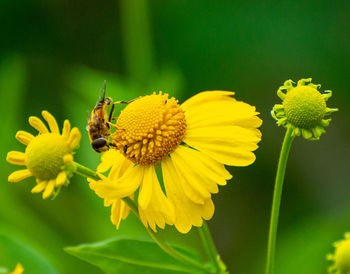 Close-up of insect on yellow flower