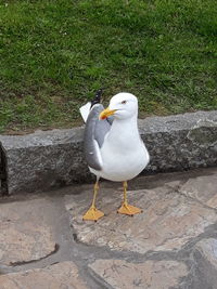 High angle view of seagull perching on retaining wall