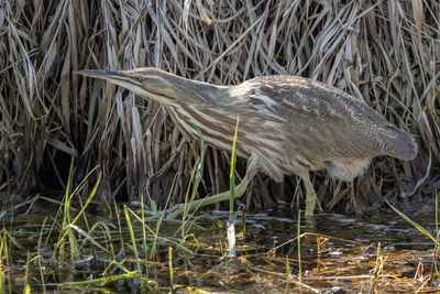 High angle view of gray heron in lake