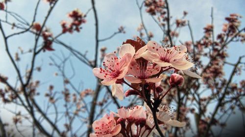 Low angle view of pink flowers on branch