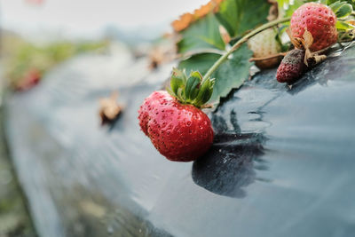 Fresh strawberry under the sunlight