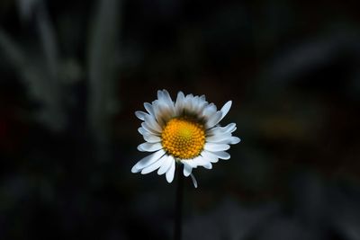 Close-up of white daisy flower