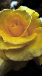 Close-up of yellow rose