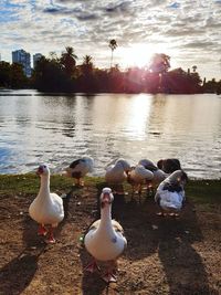 Seagulls at lakeshore