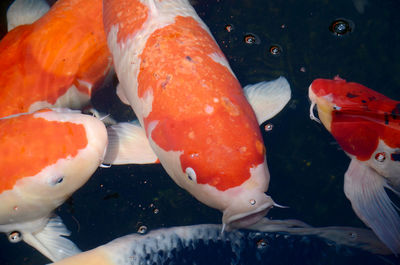 Close-up of jellyfish swimming in water