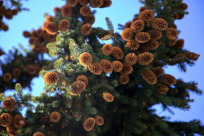 Low angle view of fir cones on tree against sky