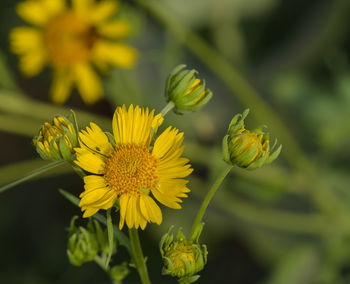 Close-up of yellow flowering plant