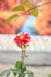 Close-up of flowering plant