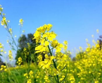 Close-up of yellow flowering plant on field against sky