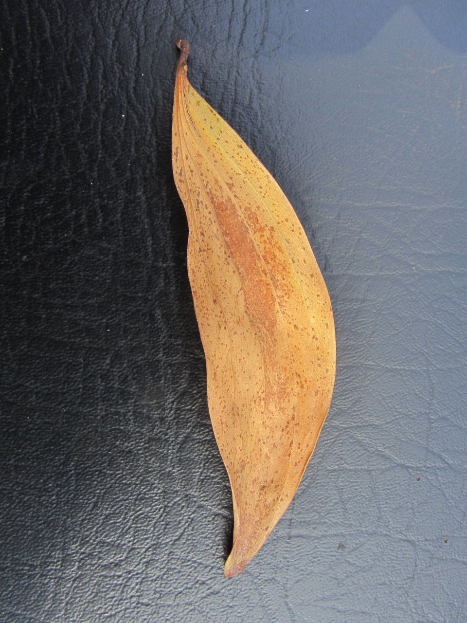 HIGH ANGLE VIEW OF ORANGE LEAF ON TABLE