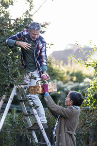 Mature couple picking apples, stockholm, sweden