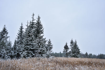 Trees on snow covered field against sky