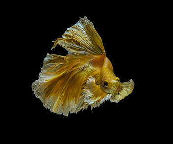 Close-up of fish swimming in sea