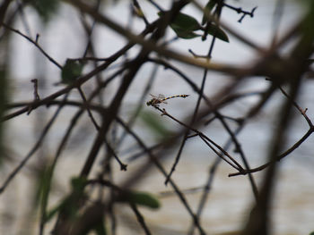 Close-up of insect on plant