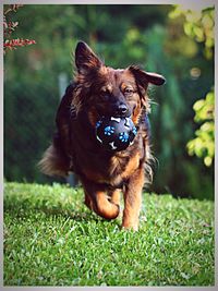 Close-up of dog on grassy field