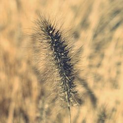 Close-up of dandelion flower