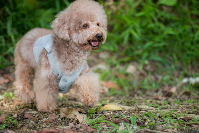 Close-up of puppy on grass