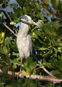 Close-up of bird perching on branch