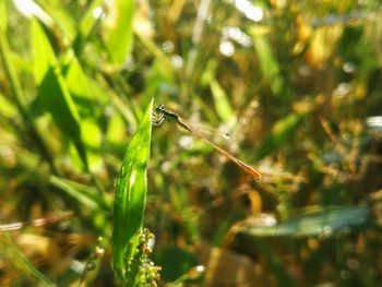 Close-up of insect on grass