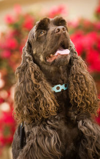 Close-up of dog sitting outdoors