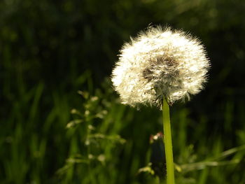 Close-up of dandelion against blurred background