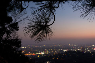 Silhouette trees and buildings against sky at night