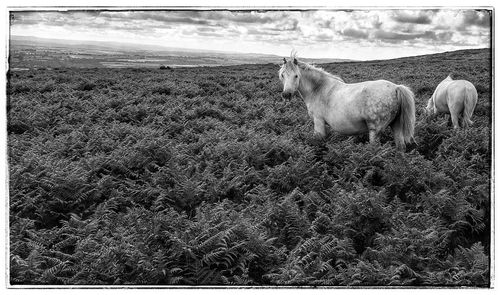 Horses grazing on grassy field