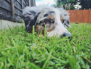 Dog relaxing on grass