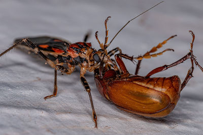 Close-up of insect