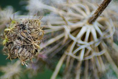 Close-up of dried plant