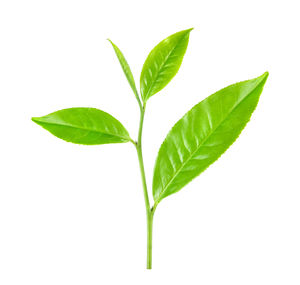 Macro shot of small plant against white background