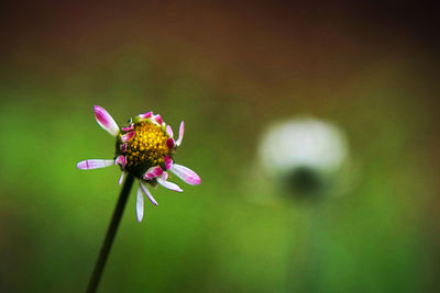 Close-up of pink flower