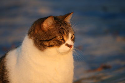 Close-up of cat