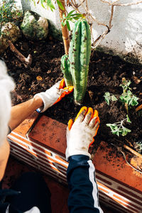 High angle view of hand holding leaf