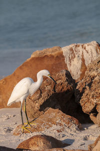 Bird perching on rock by sea