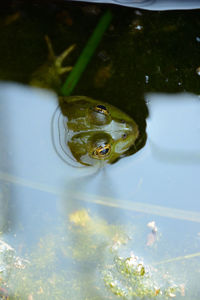 High angle view of frog swimming in lake