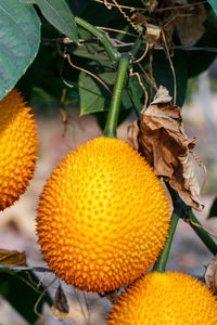 Close-up of fruit growing on plant