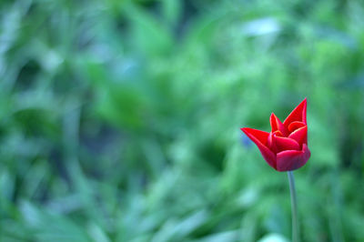 Close-up of red tulip blooming outdoors