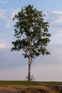 Detailed view of a birch tree against bright sky during sunset. a bicycle leaning to the tree trunk.