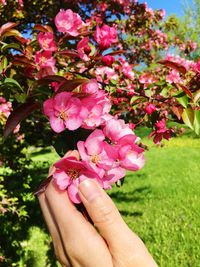 Close-up of hand holding pink flowering plant