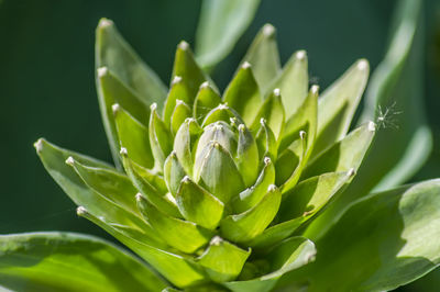 Close-up of succulent plant