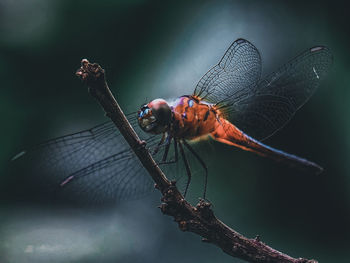 Close-up of dragonfly on twig