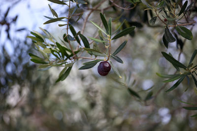 Close up of olive fruit in olive grove