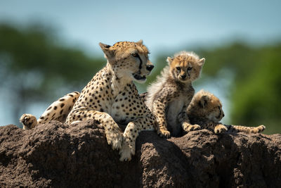 Cheetah family sitting on rock in forest