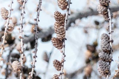 Close-up of dry cones during winter