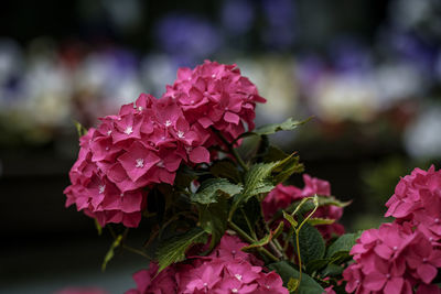 Close-up of pink flowering plant