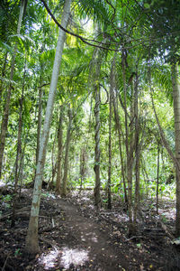 View of trees in forest