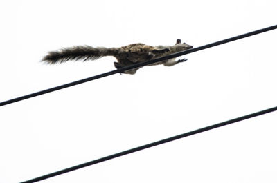 Low angle view of bird perching on cable against sky